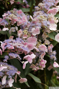 Hydrangea aspera Hot chocolate      